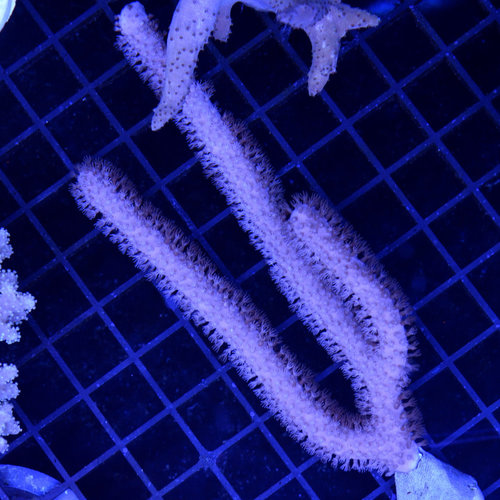 *CORAL* Corky Finger Gorgonian *CORAL* Corky Finger Gorgonian