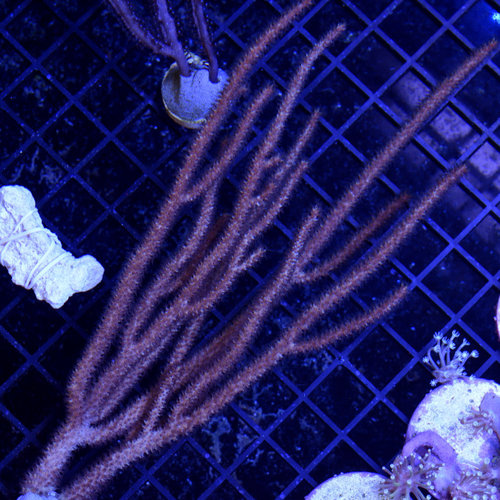 *CORAL* Rusty Gorgonian *CORAL* Rusty Gorgonian