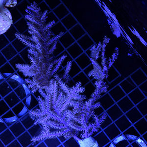 *CORAL* Purple Candle Gorgonian