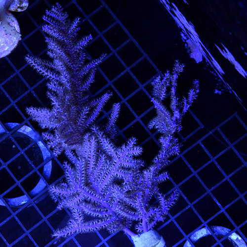 Purple Candle Gorgonian Purple Candle Gorgonian