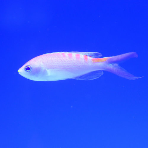 Tiger Queen (Lori's) Anthias Tiger Queen (Lori's) Anthias