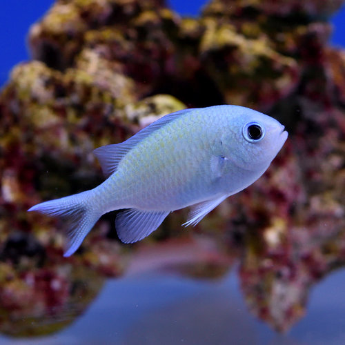 Green Chromis