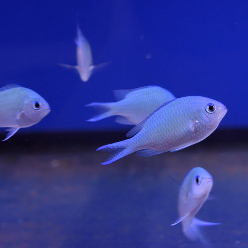 Green Chromis