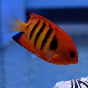 Flame Angelfish