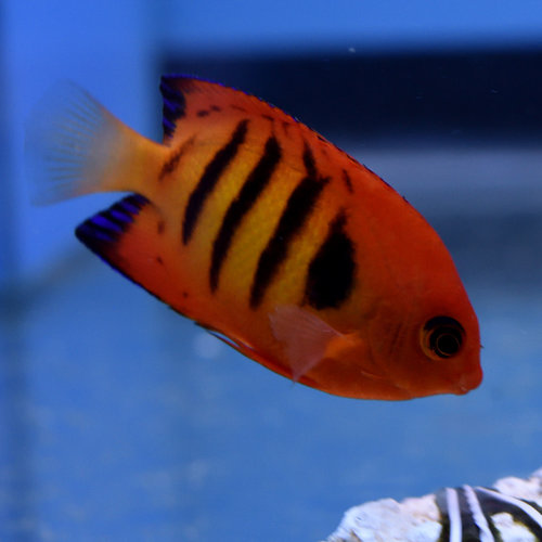 Flame Angelfish Flame Angelfish