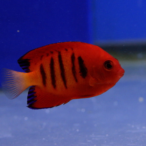Flame Angelfish