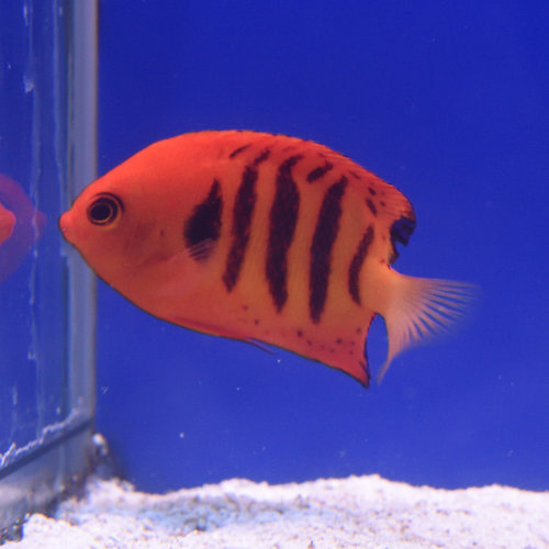 Flame Angelfish