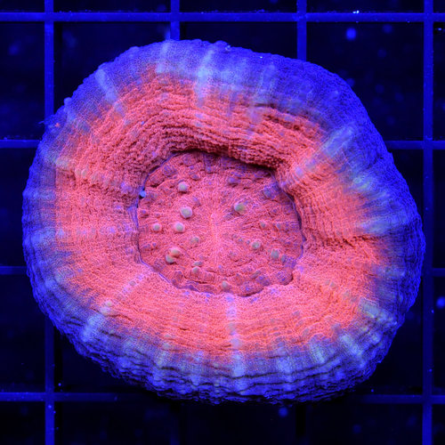 WYSIWYG Red Scolymia WYSIWYG Red Scolymia