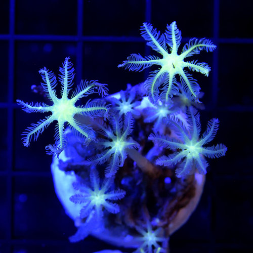 Radioactive Clove Polyps Radioactive Clove Polyps