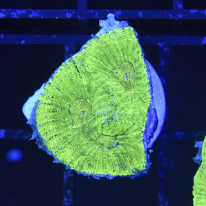 *CORAL* Kryptonite Favia S
