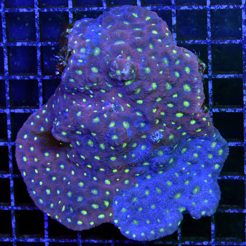 WYSIWYG War Coral Favia WYSIWYG War Coral Favia