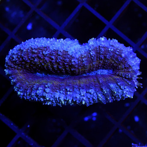 Dark Days 2020 Lobophyllia M Dark Days 2020 Lobophyllia M