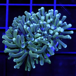 *CORAL* Indo Green Torch S