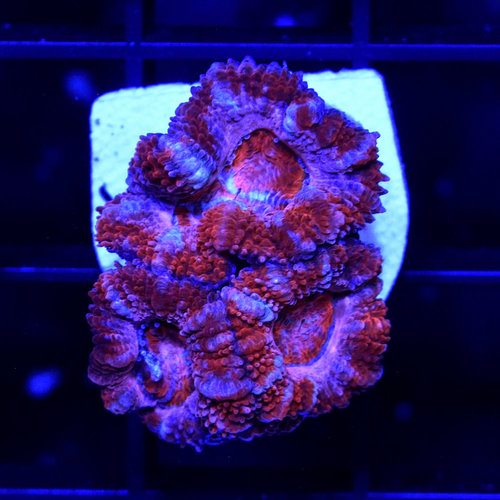 Ultra Pink Acanthastrea S Ultra Pink Acanthastrea S
