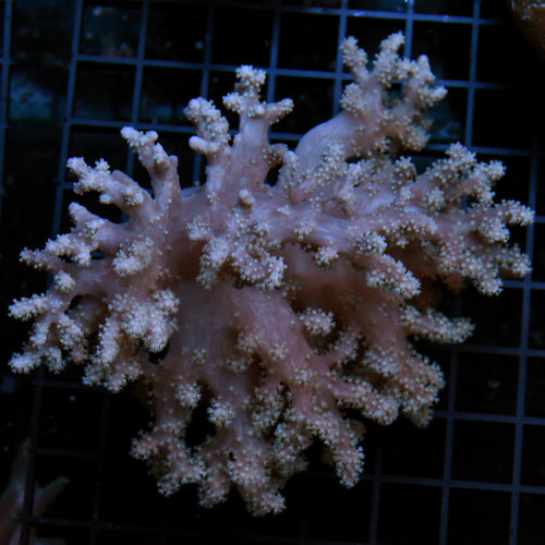 *CORAL* Green Polyp Finger Leather M