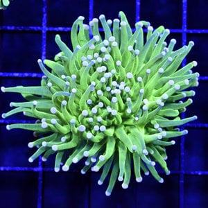 *CORAL* Indo Neon Green  Pink Tip Torch M