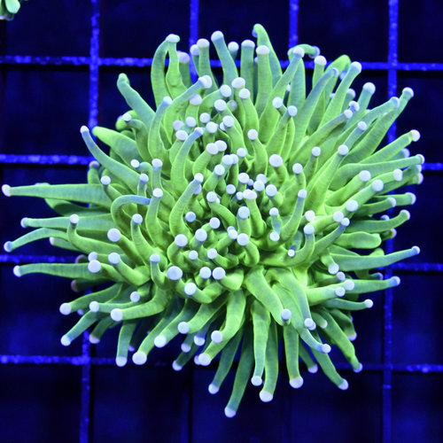 *CORAL* Indo Neon Green Pink Tip Torch M *CORAL* Indo Neon Green Pink Tip Torch M