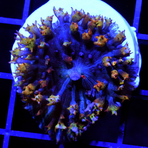 *CORAL* St. Thomas Mushroom L *CORAL* St. Thomas Mushroom L