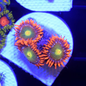 *CORAL* Solar Flare Zoanthid