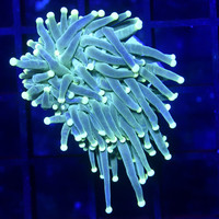 Indo Venom Green Acid Tip Torch M