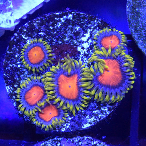 *CORAL* Dragon Eye Zoanthid *CORAL* Dragon Eye Zoanthid