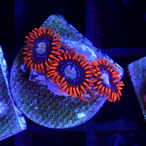 Spiderman Zoanthid Spiderman Zoanthid