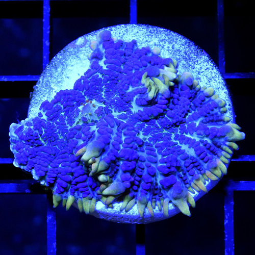 Juicy Blue Rhodactis Mushroom Juicy Blue Rhodactis Mushroom