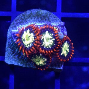 *CORAL* Crimson Sun Zoanthid