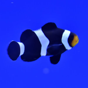 Black & White  Ocellaris Clownfish