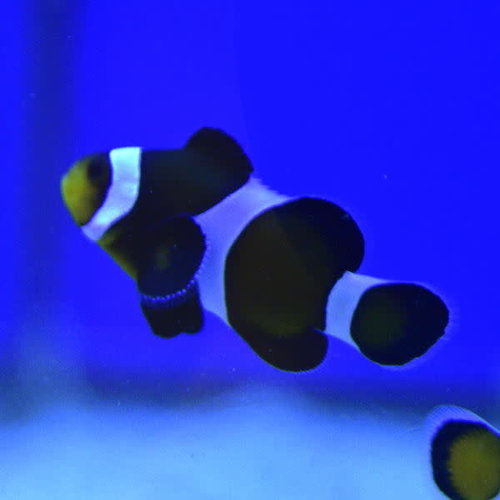 Black & White Ocellaris Clownfish Black & White Ocellaris Clownfish