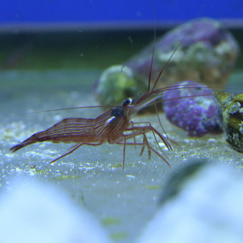 Peppermint Shrimp