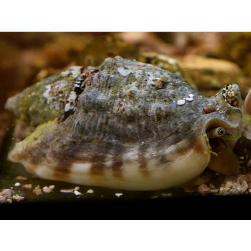 Spiny Conch