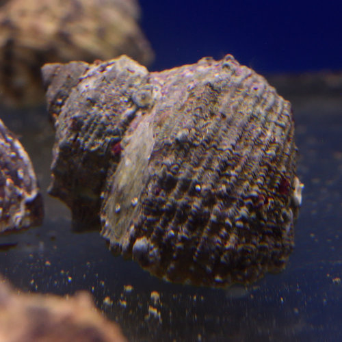 Mexican Turbo Snail