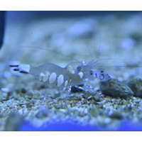 Anemone Shrimp
