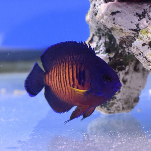 Coral Beauty Angelfish