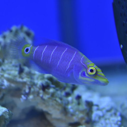 Mystery Wrasse
