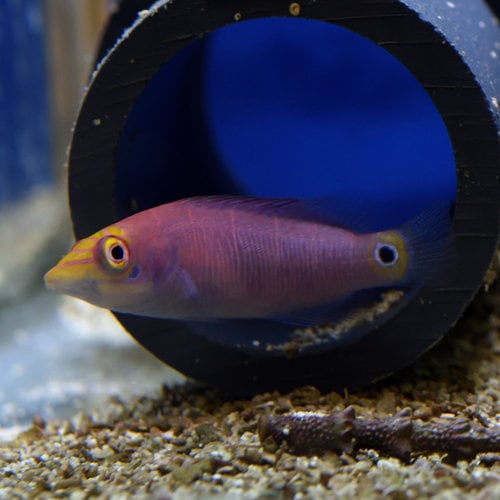 Mystery Wrasse