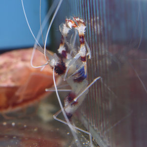 Banded Coral Shrimp