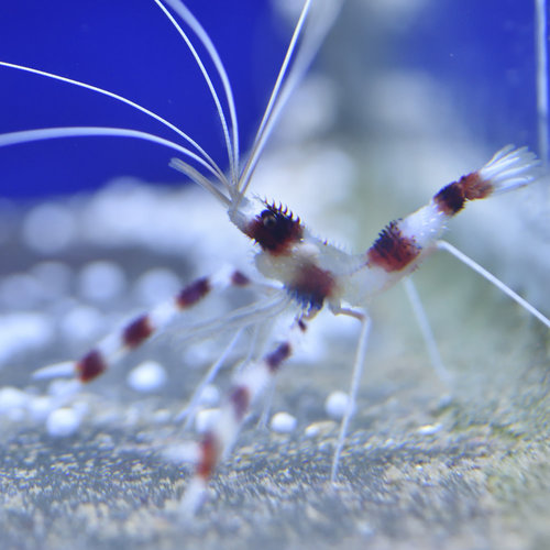 Banded Coral Shrimp