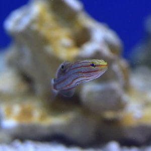 Rainfords Goby