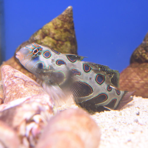 Target Mandarin Dragonet Target Mandarin Dragonet