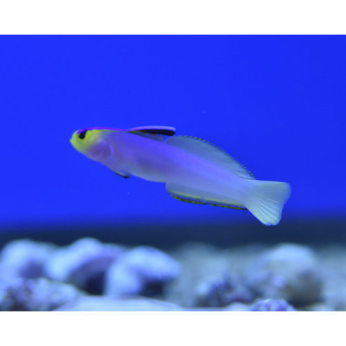 Helfrichi's Firefish Helfrichi's Firefish