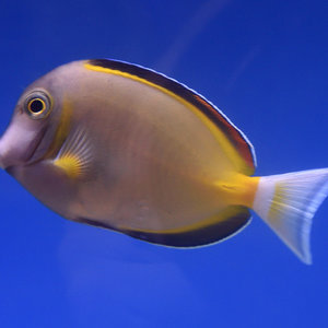 Powder Brown Tang
