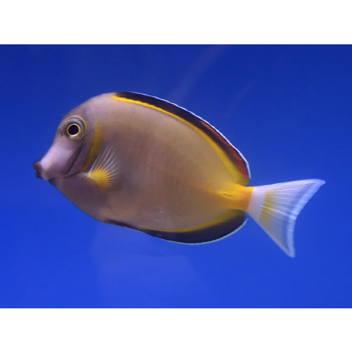 Powder Brown Tang Powder Brown Tang