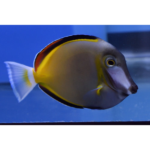 Powder Brown Tang