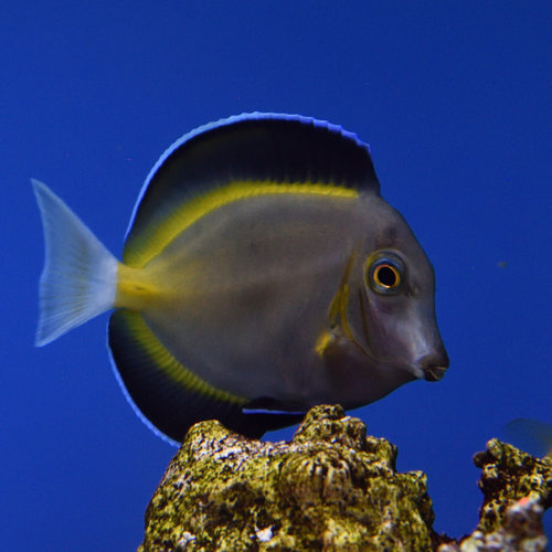 Powder Brown Tang