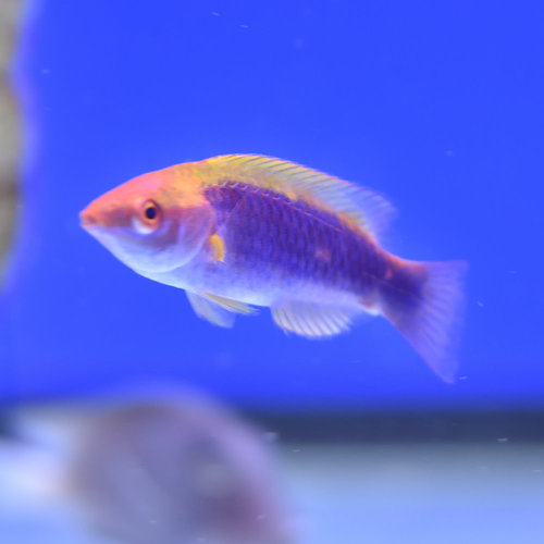 Lubbock's Fairy Wrasse
