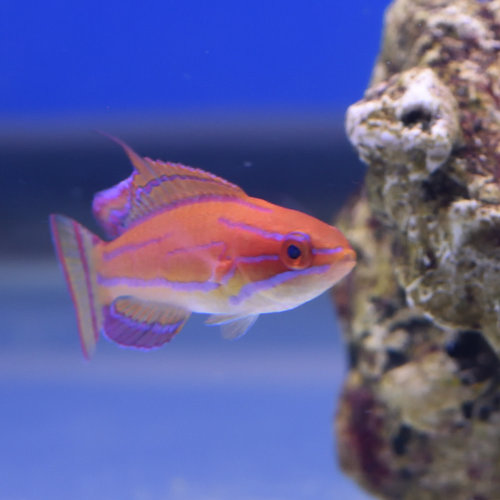 McCosker's Flasher Wrasse Male McCosker's Flasher Wrasse Male