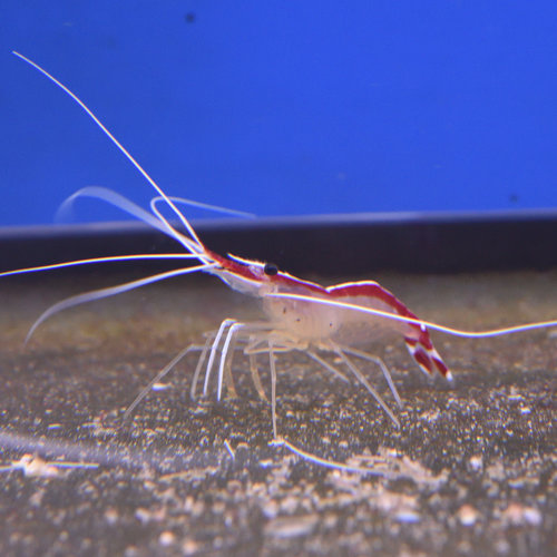 Cleaner Shrimp