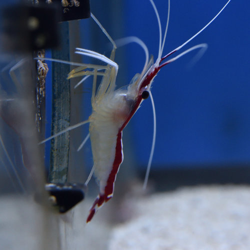 Cleaner Shrimp